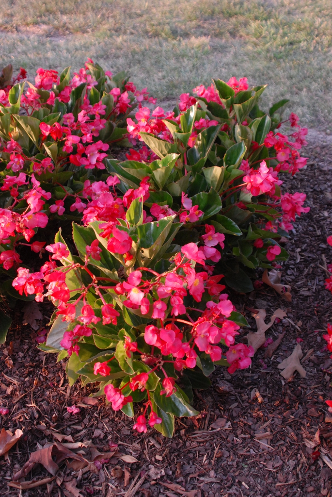 Begonia
