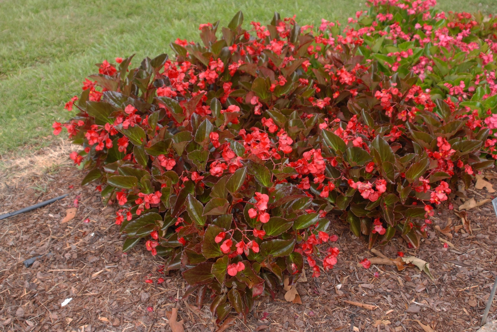 Begonia x benaratensis