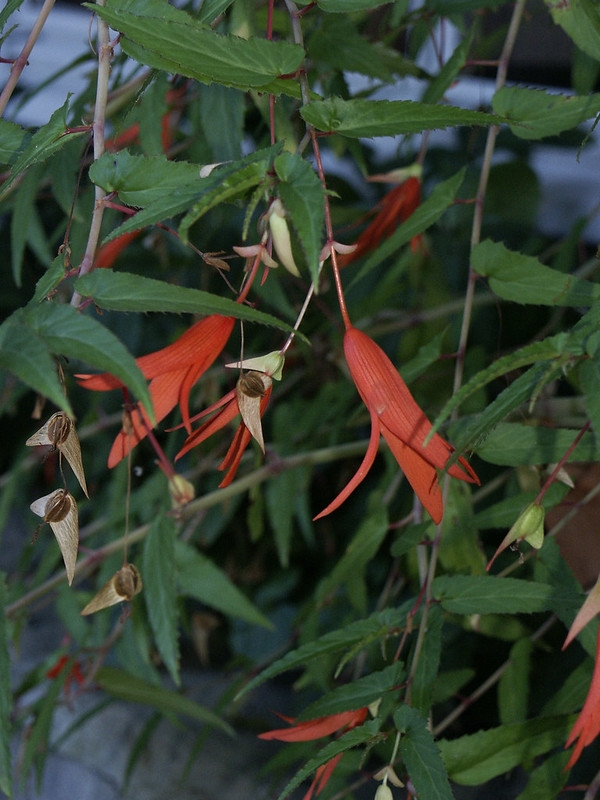 Small green leaves and red flowers. Winged capsules.