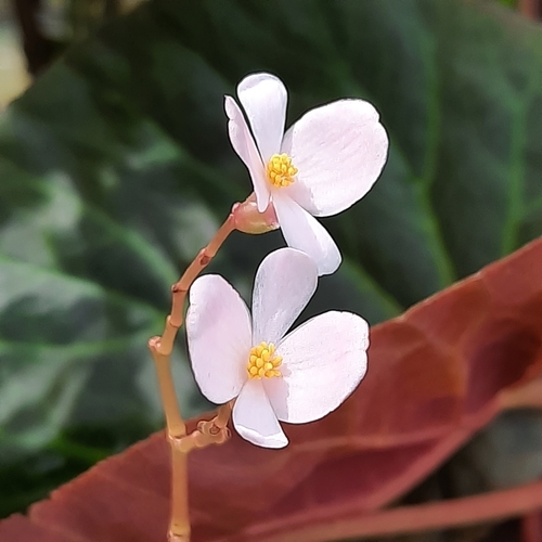 Whte flower detail