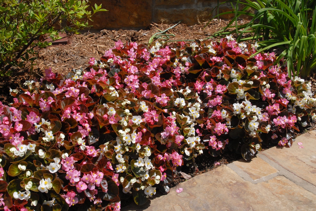 Begonia