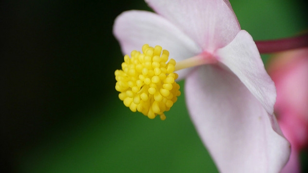 Begonia grandis