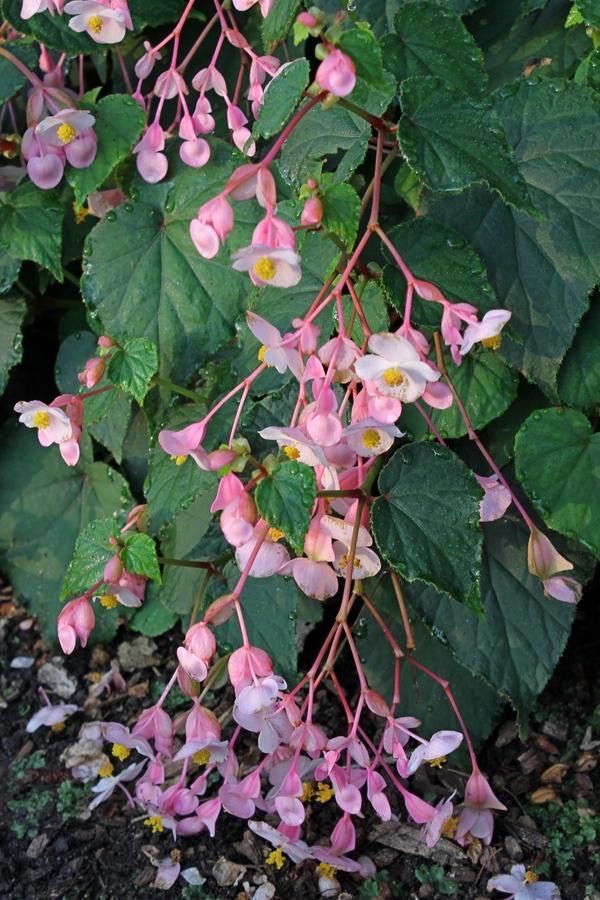Begonia grandis