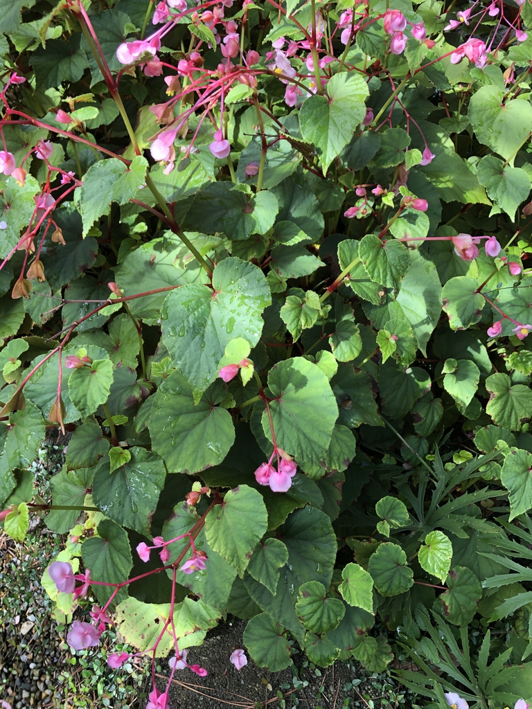 Begonia grandis
