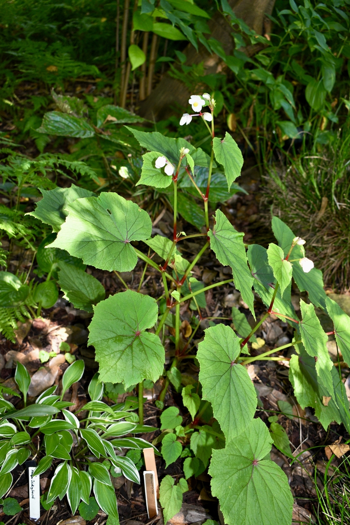 Alba - Form - Wake Co., NC