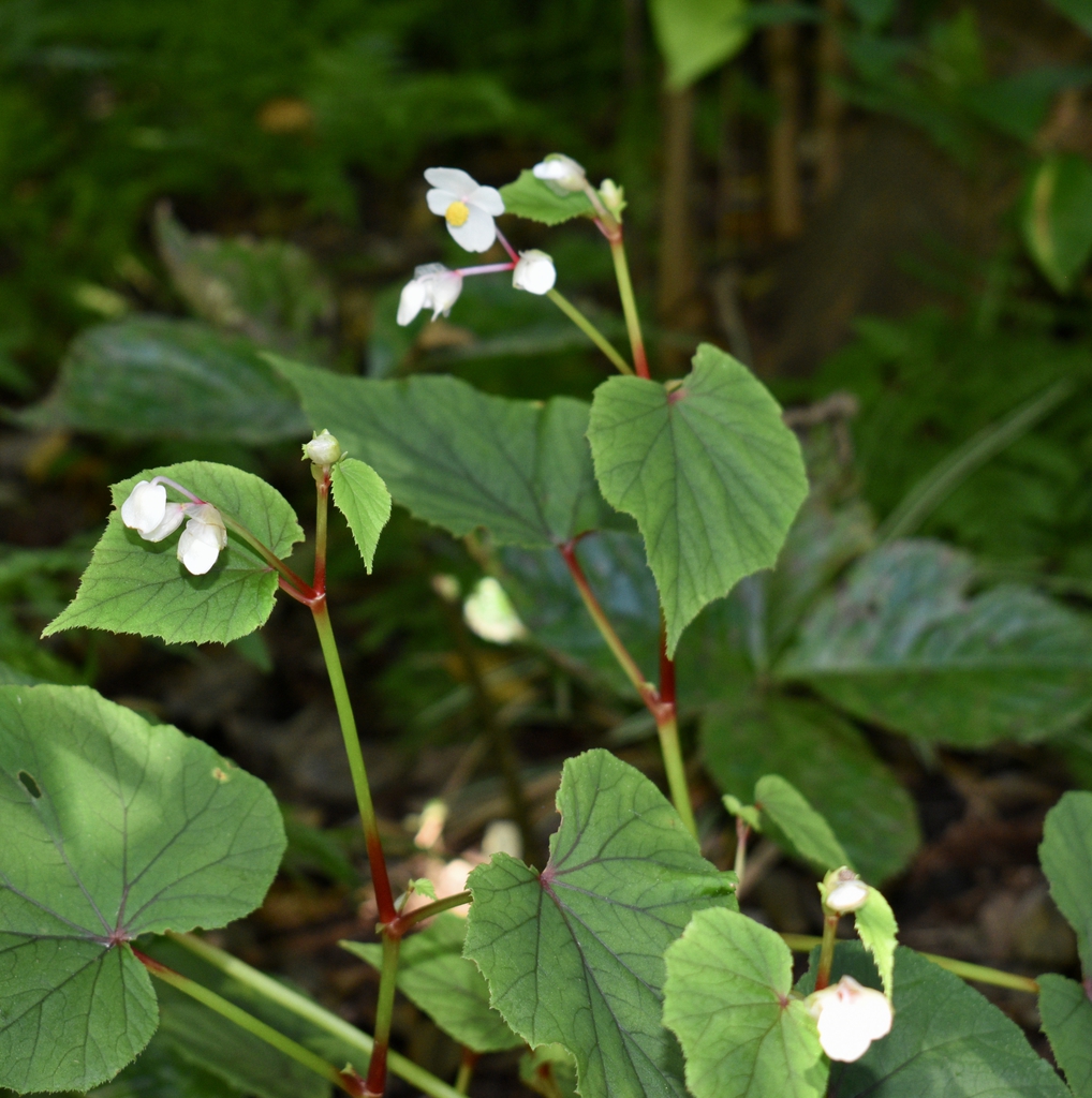 Alba - Flowers - Wake Co., NC