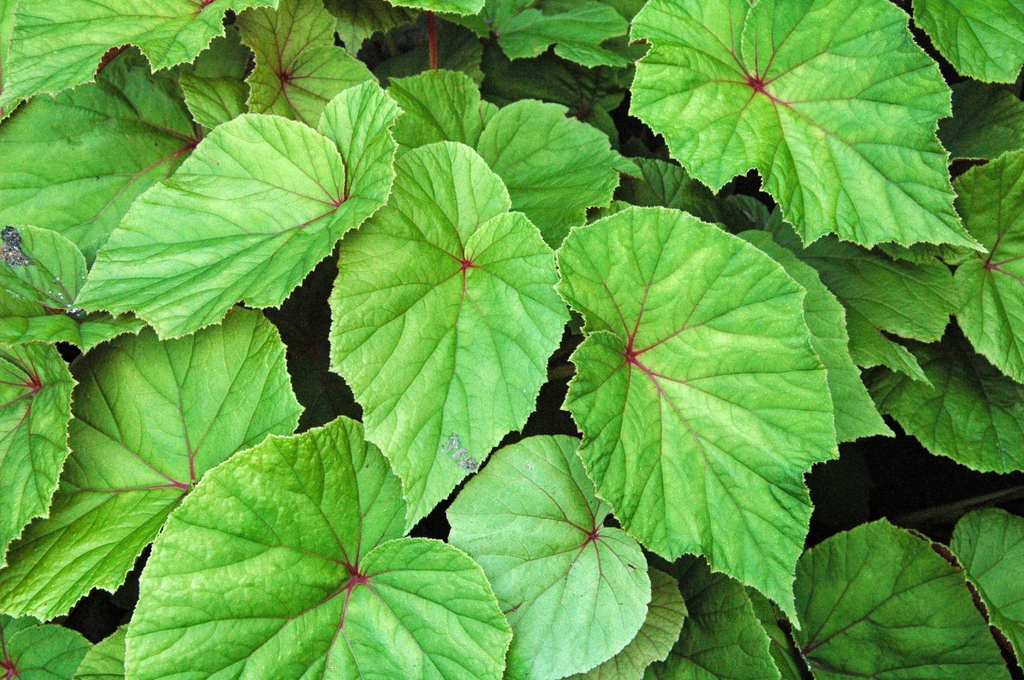 Begonia grandis leaves