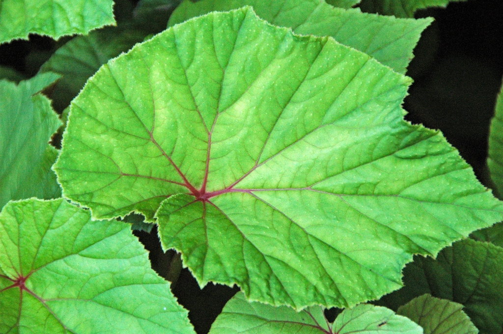 Begonia grandis leaf