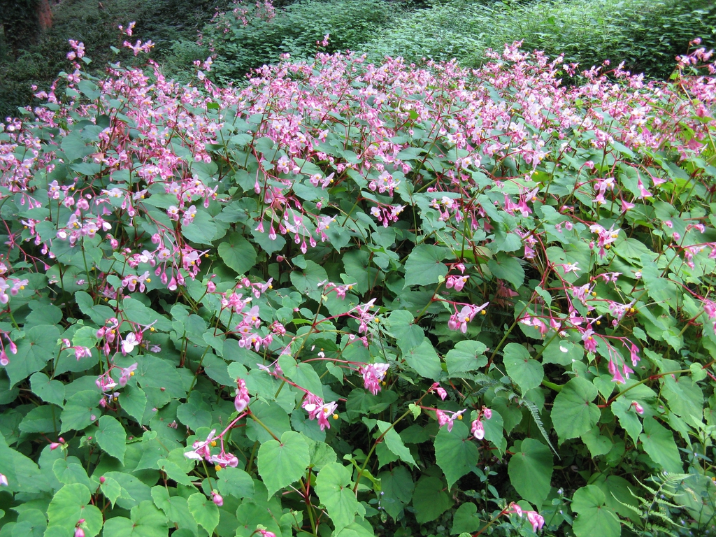 Begonia grandis mass planting