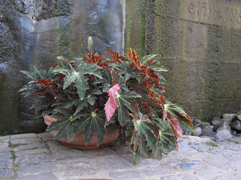 Potted plant with palmately lobed leaves.
