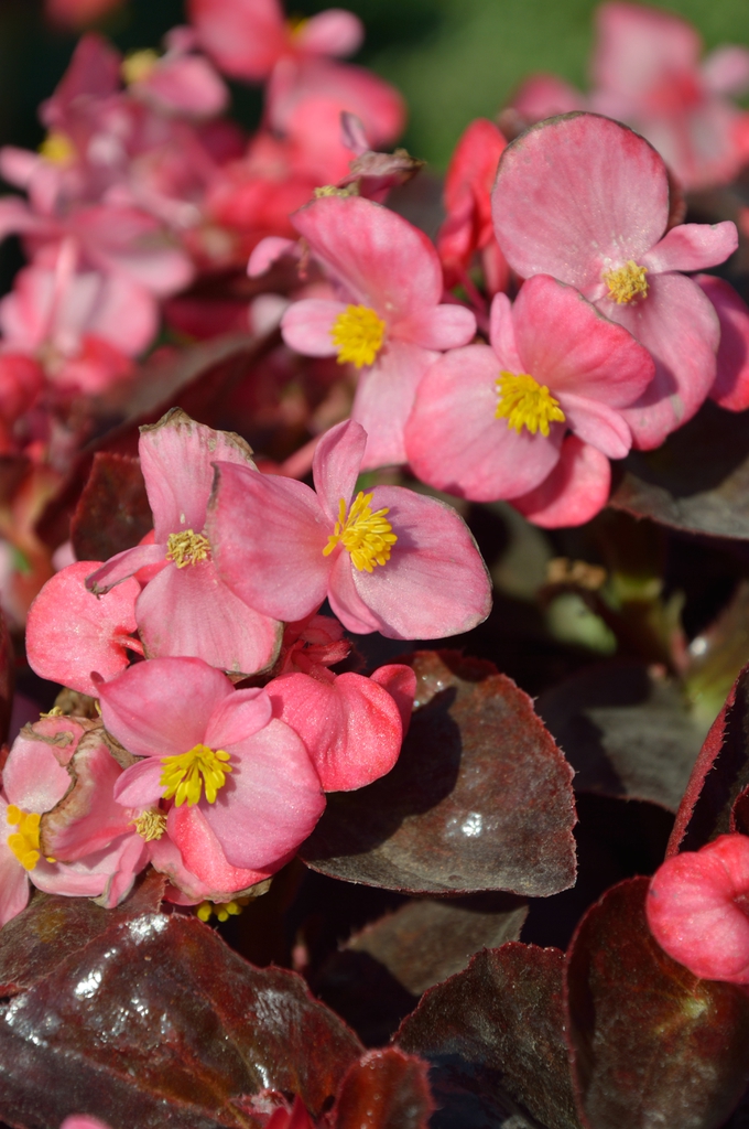 leaves and flowers