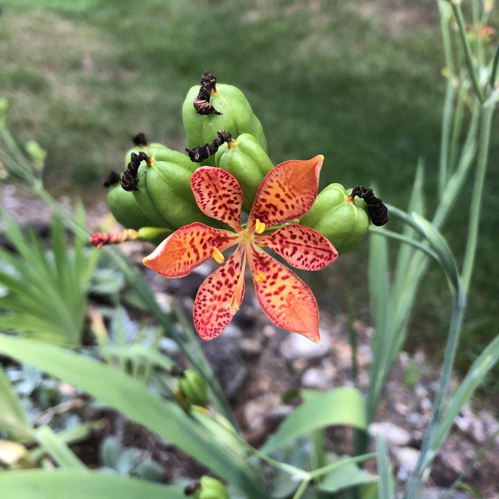 Iris domestica