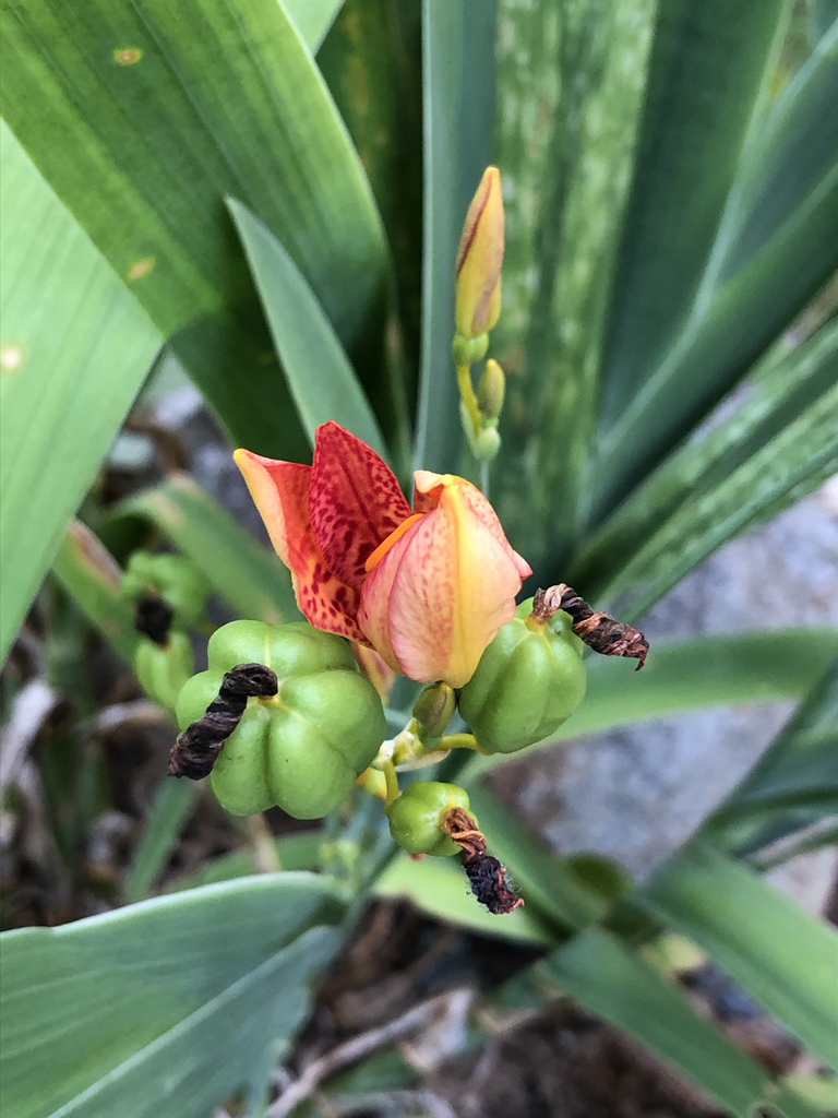 Iris domestica