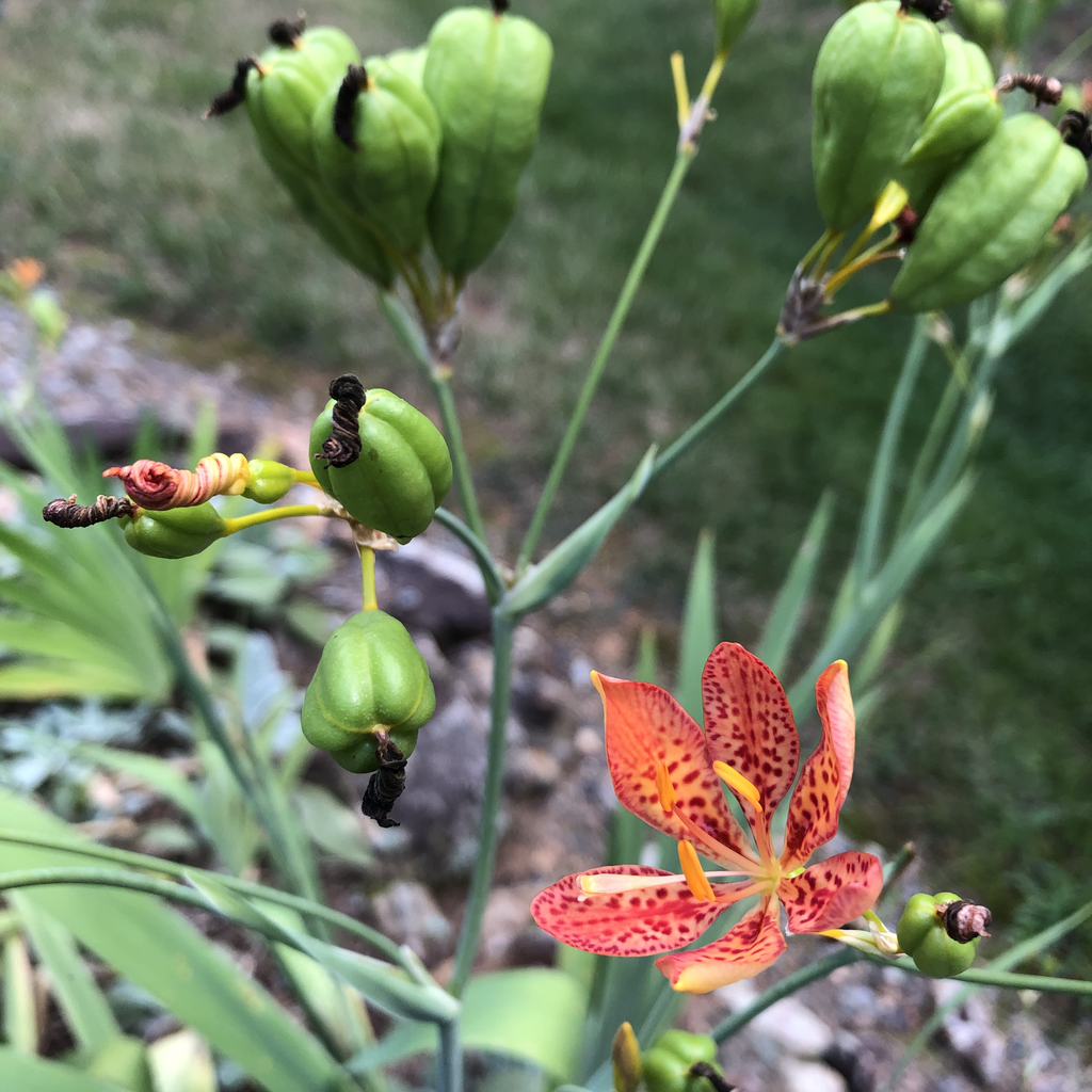 Iris domestica