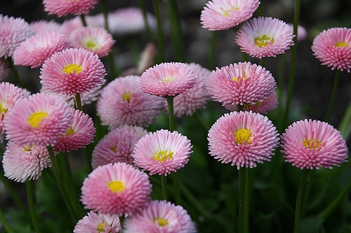 Bellis perennis pink flower