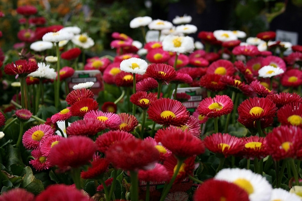 Bellis perennis (red and white)
