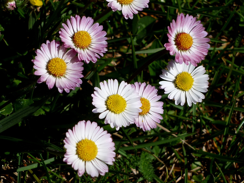 Bellis perennis flowers