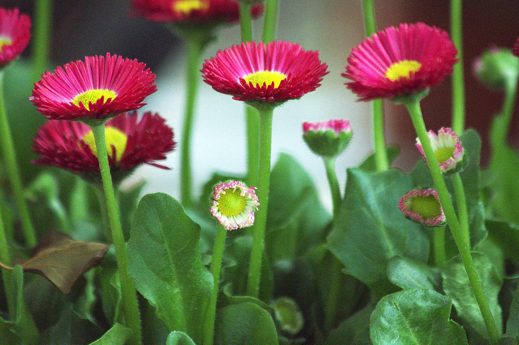 Bellis perennis flowers, stems, and leaves