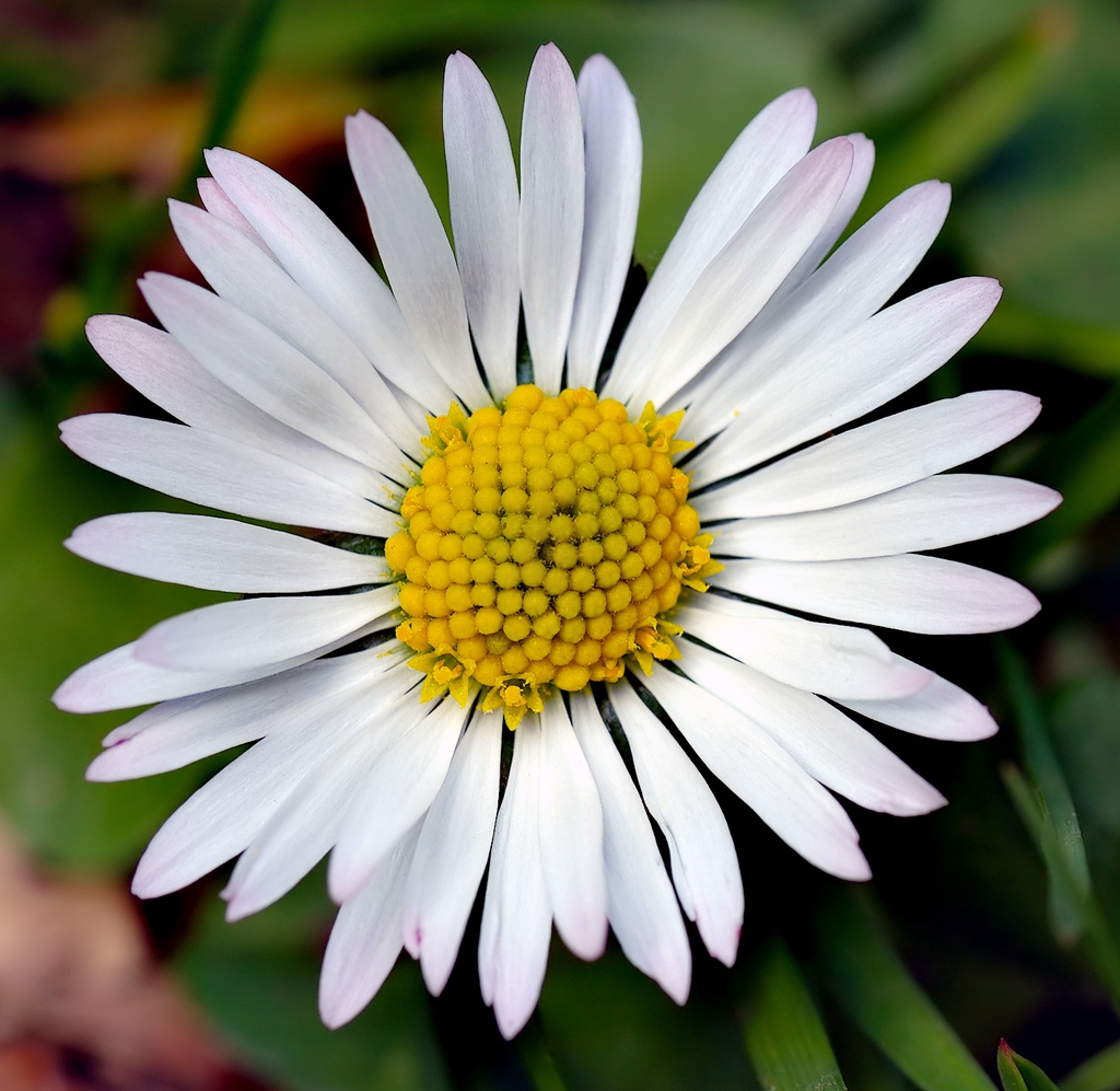 white flower close up