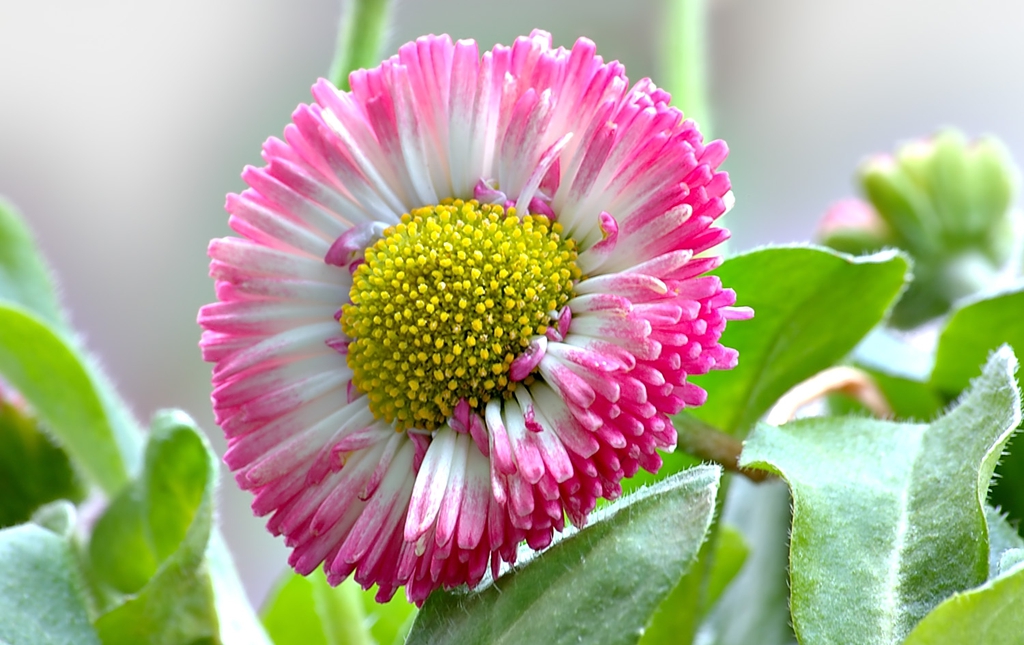 Bellis perennis flower and leaves