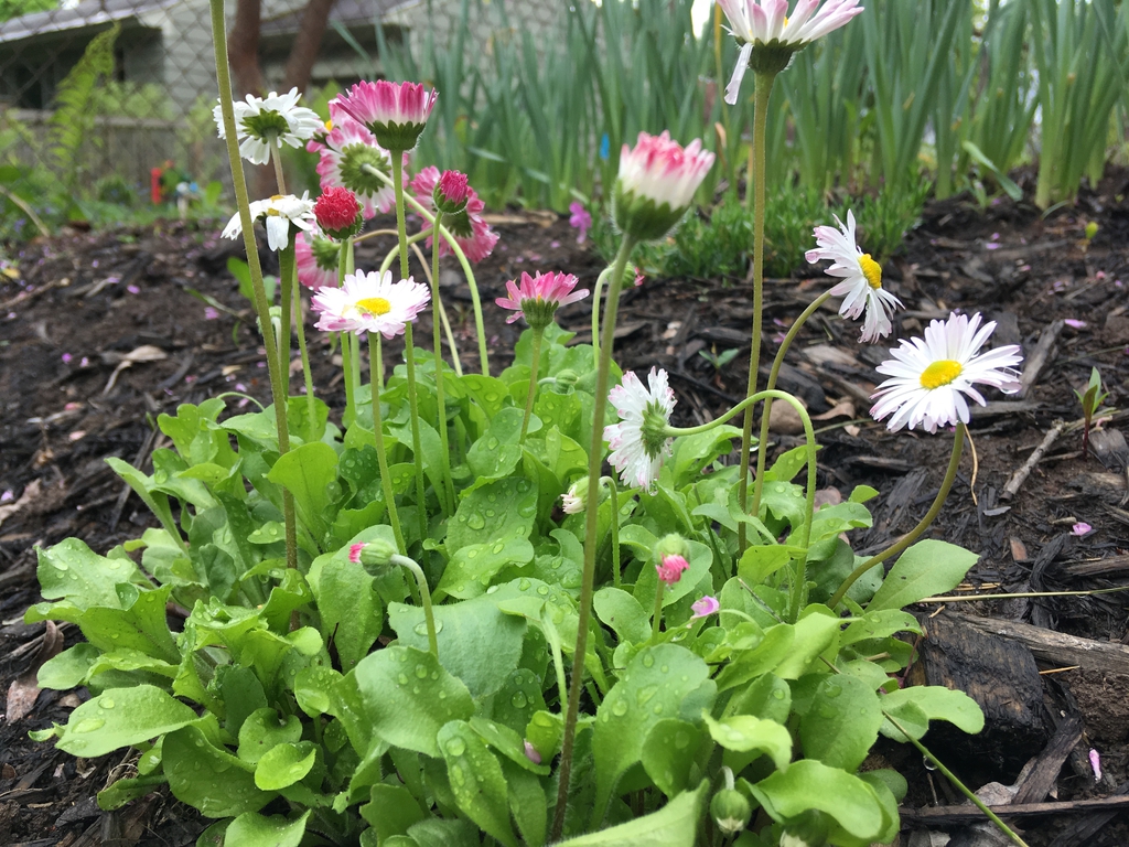 Bellis perennis form