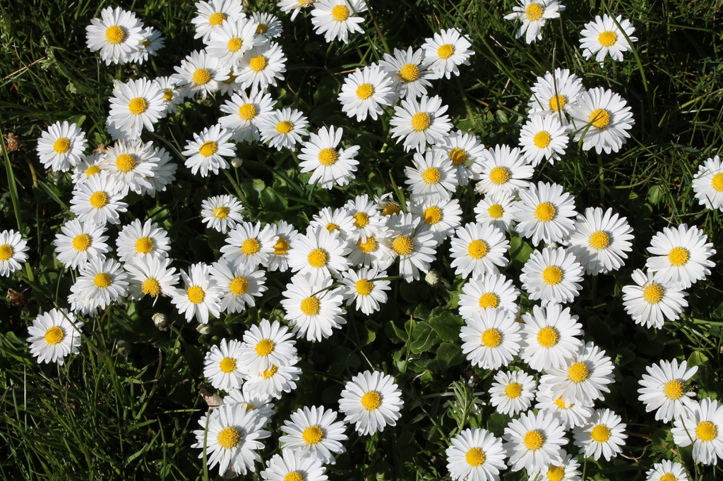 Mass planting of Bellis perennis
