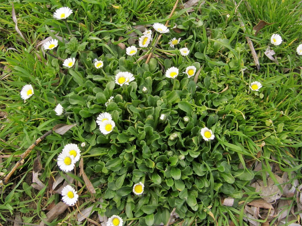 form