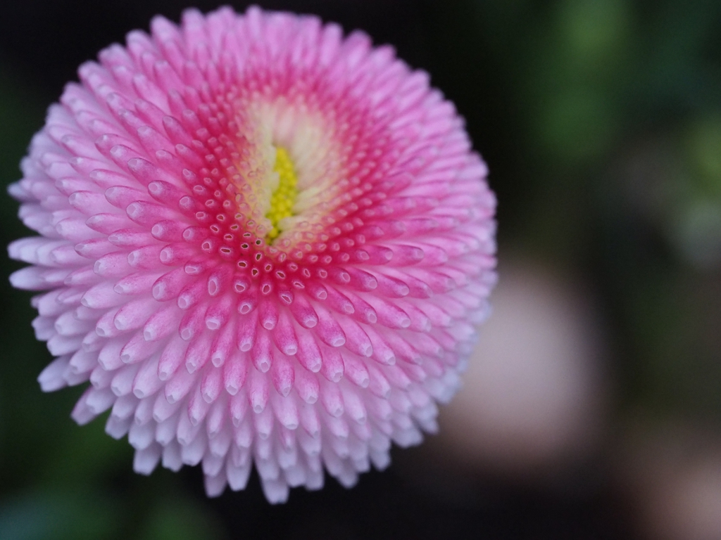 pink flower close up