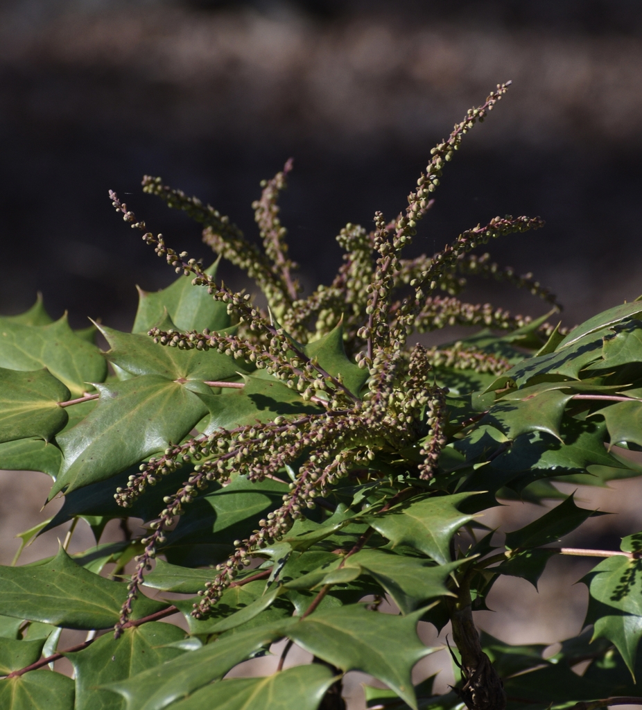 Berberis bealei