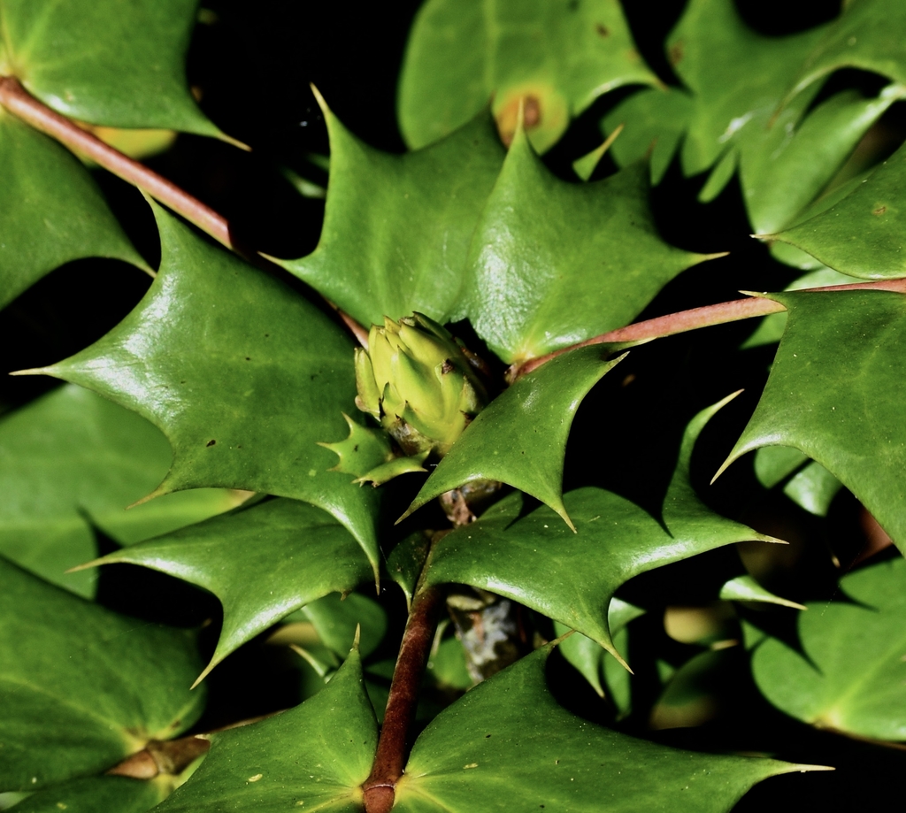 Berberis bealei spiny leaves and a leaf bud