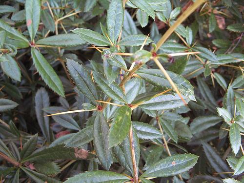 Berberis julianae