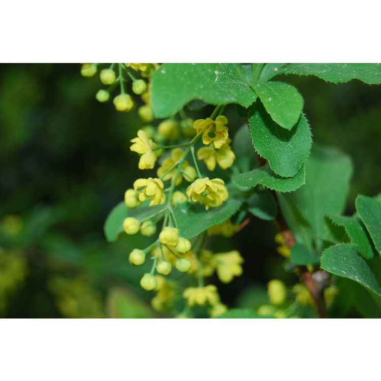 Berberis koreana