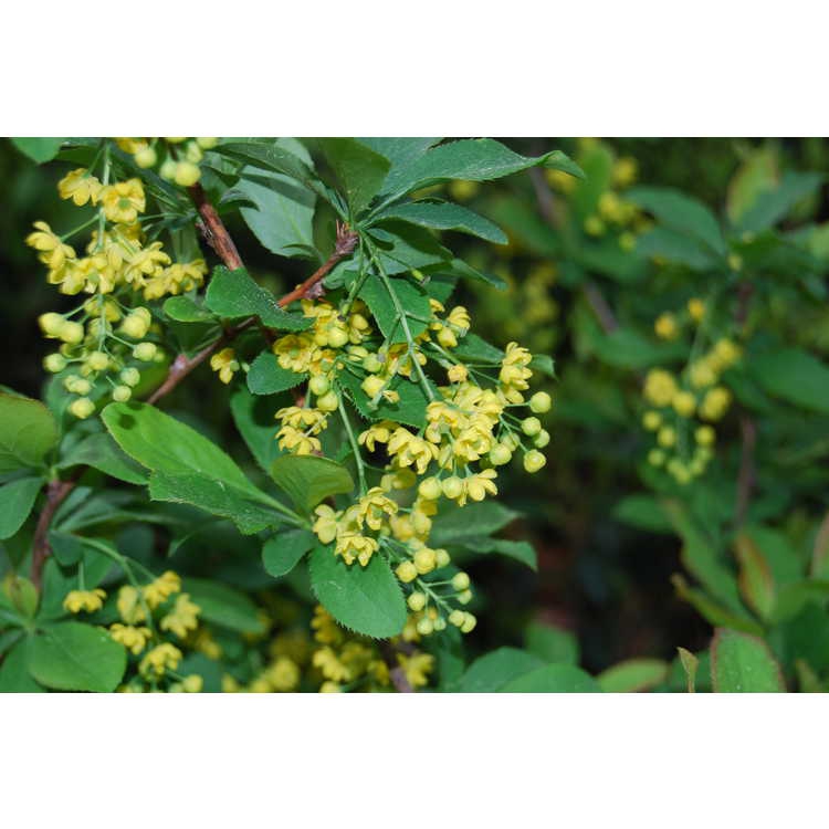 Berberis koreana