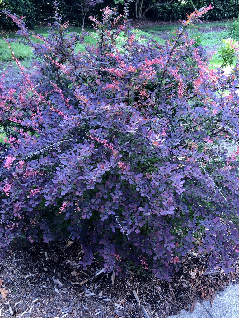 Red leaved cultivars require full sun note sharp, single spines