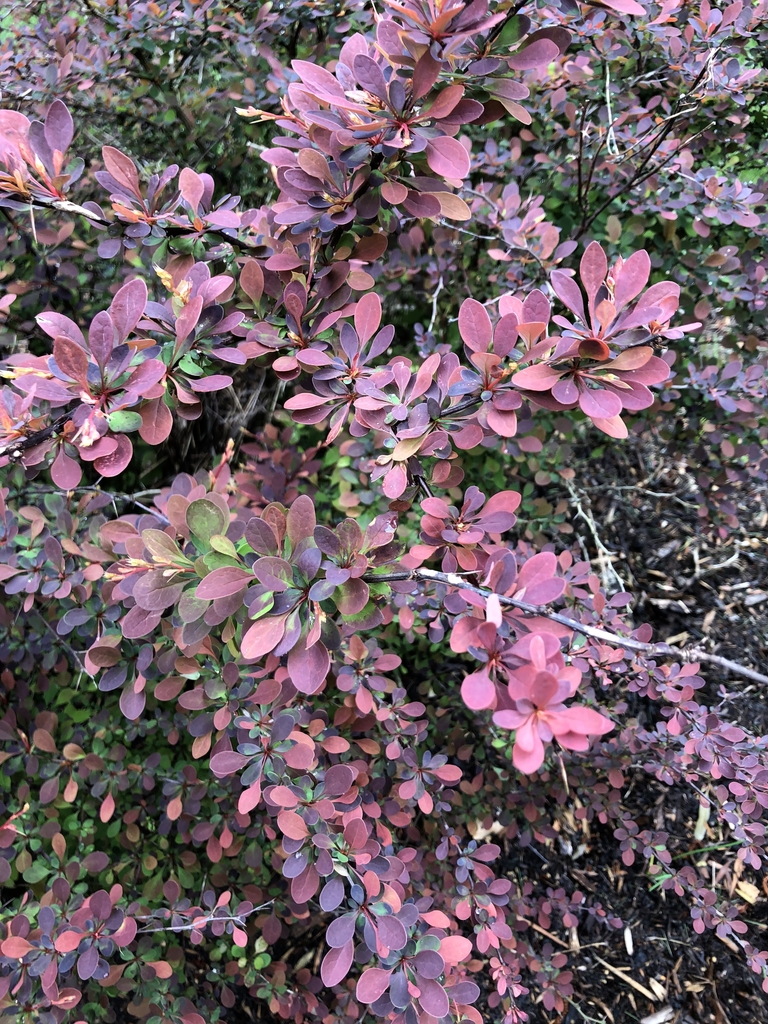 small, single, and spatula like burgundy leaves
