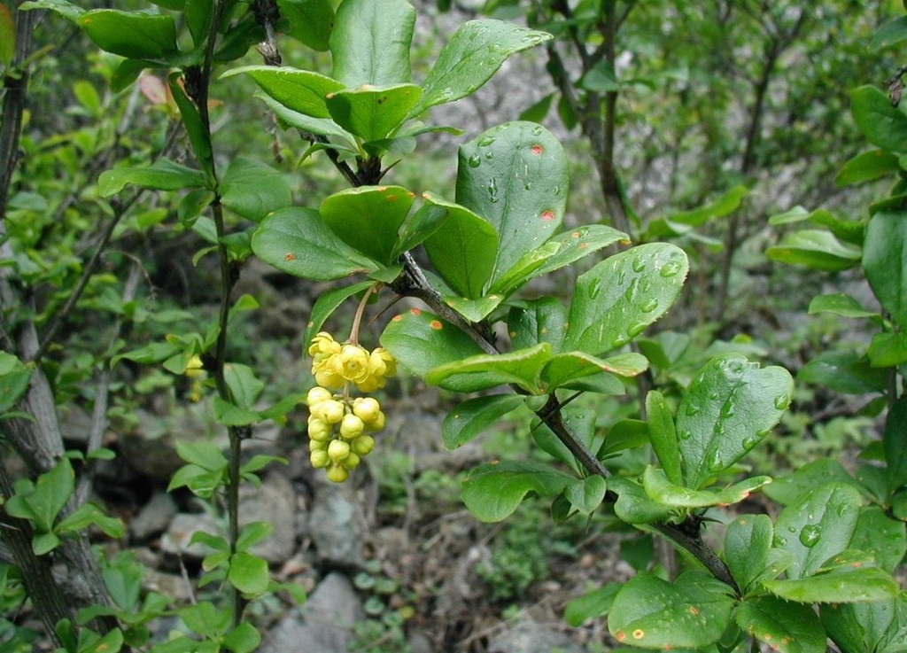 Stem with green leaves and yellow flowers