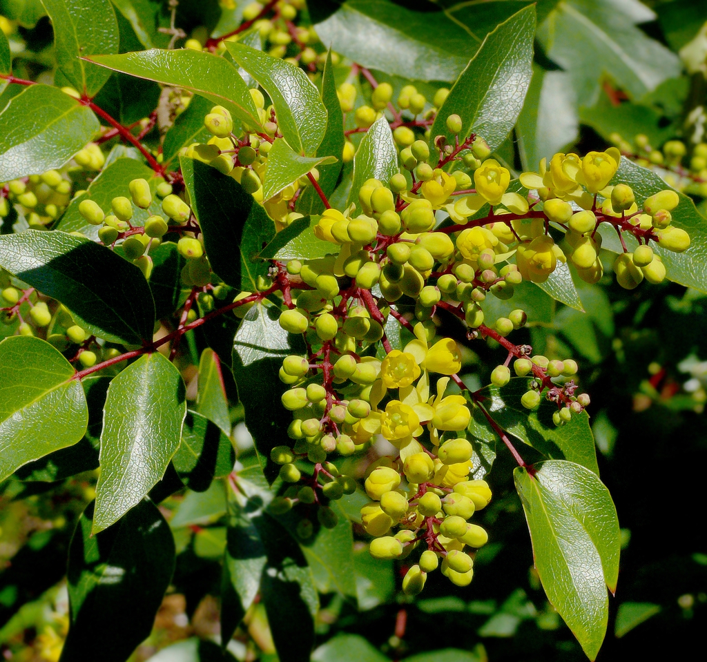 leaves