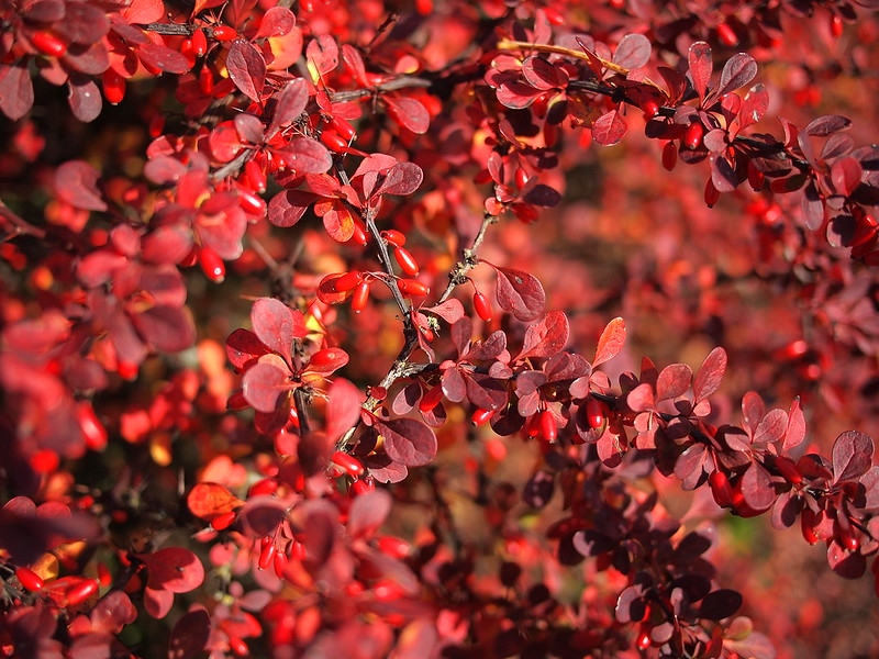 Branches with reddish orange obovate leaves and red berries.