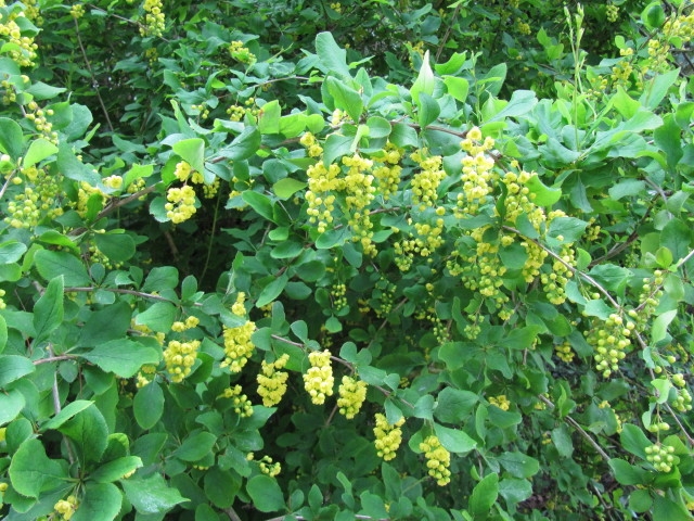 Shrub with pendulous clusters of yellow flowers.