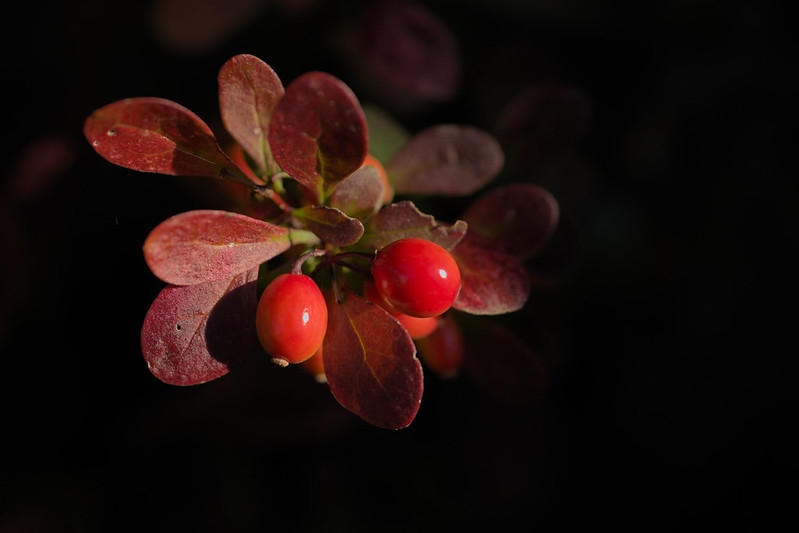 Close up of a cluster of red berries.