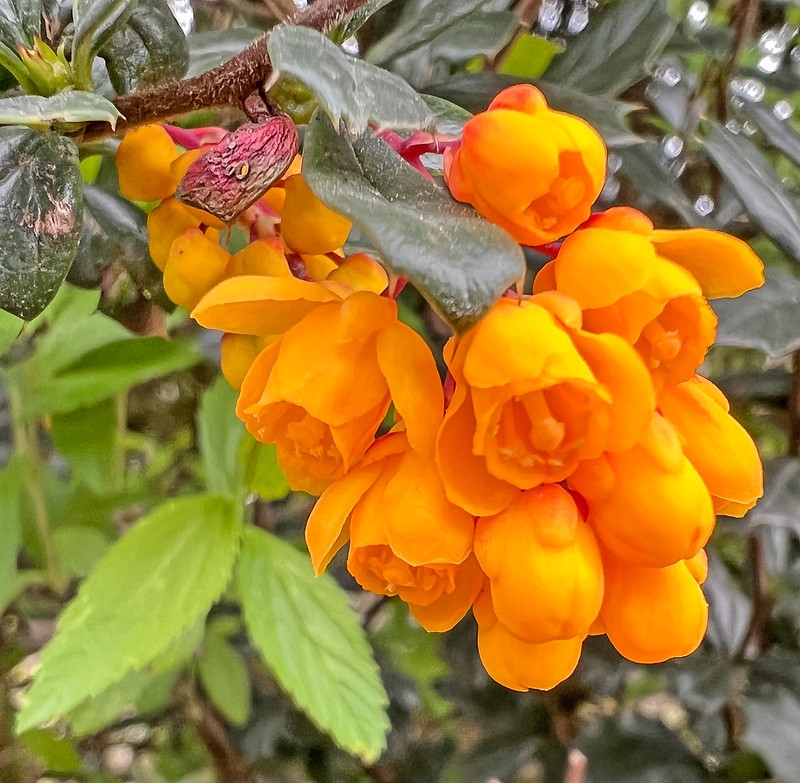 Close-up of a cluster of orange, pendulous flowers.