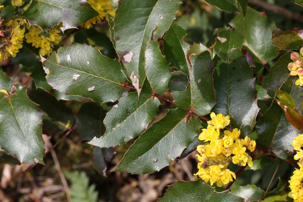 leaves and form