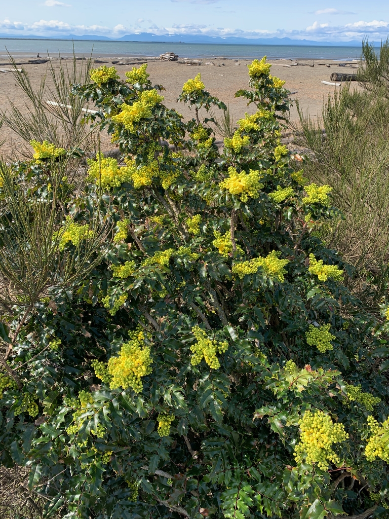 Shrub with yellow flowers