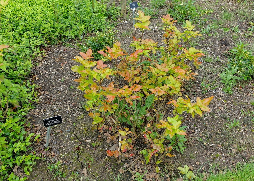 Compact shrub with orange-coppery new leaves