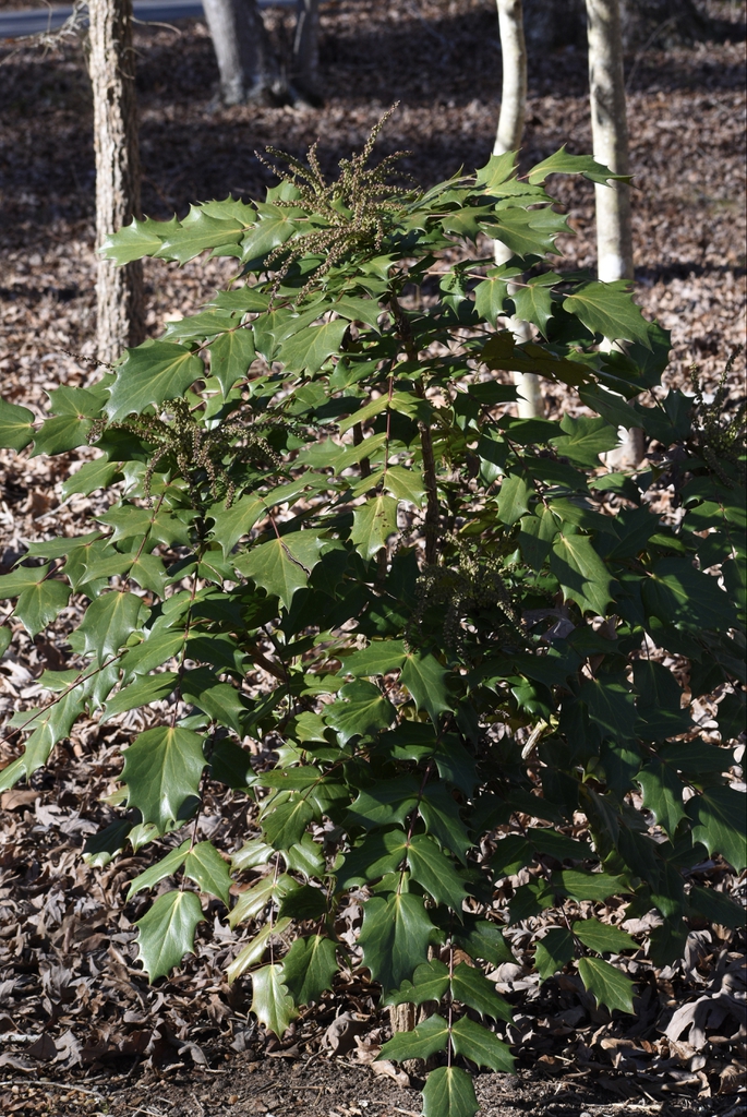 Berberis bealei