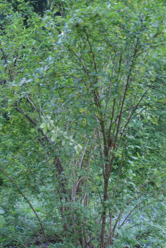 Form