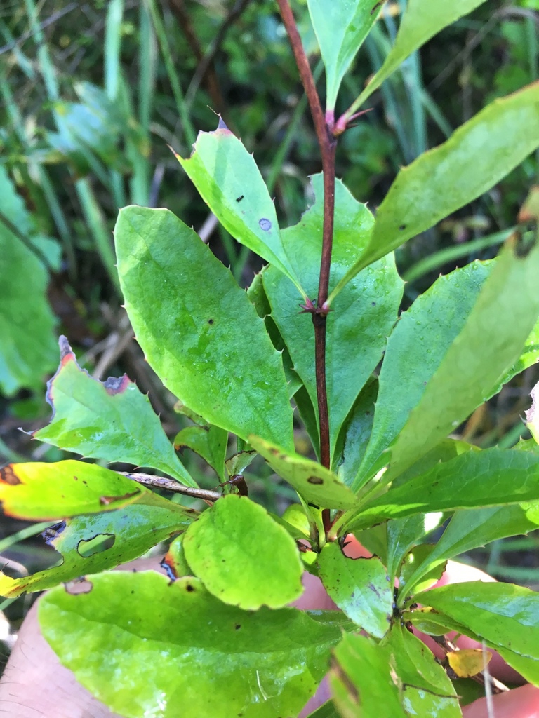 Stems and leaves