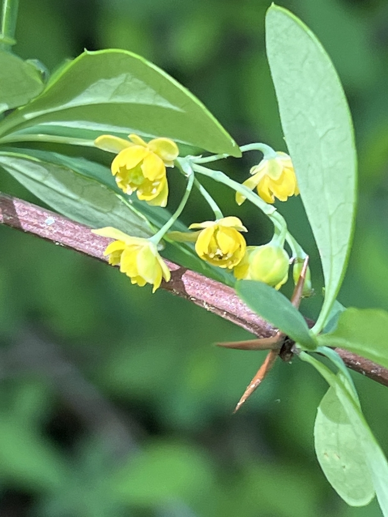 yelow flower in dangling raceme