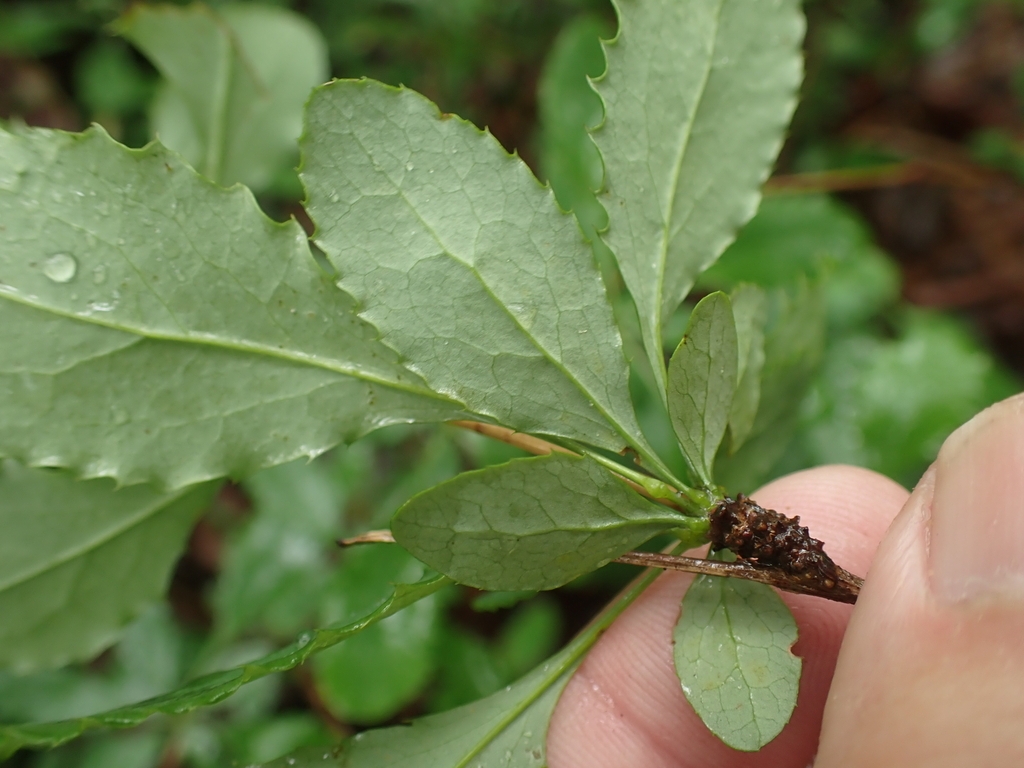light green underside of leaves