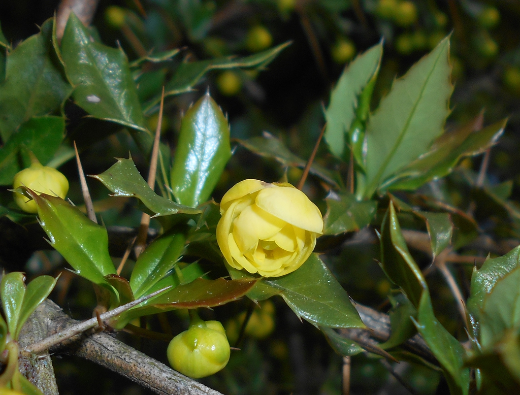 Berberis candidula flower and leaves